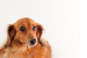 ファミリーホール高津、ペットも一緒にお別れできます